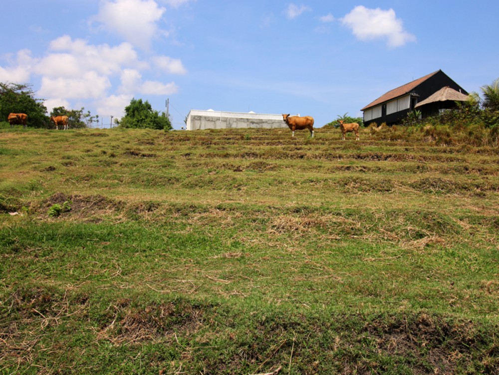 Canggu/Pererenan - Amazing river view land 300 meters from the beach