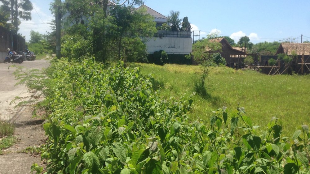 Prime Location 20 Are Land for Sale in Canggu Area