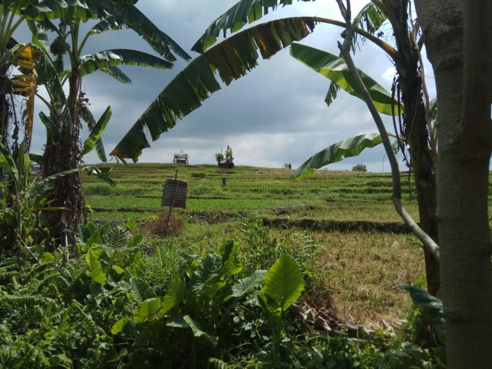 Padi Paddy View 13 Sempurna untuk Villa