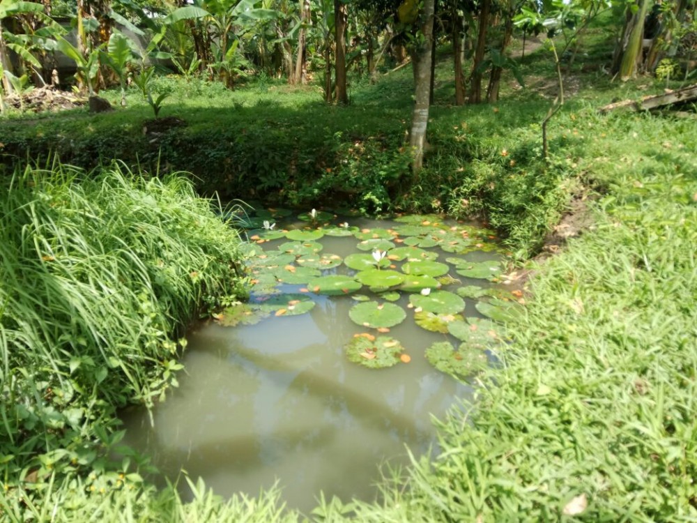 Rice Paddy View 13 sont parfaits pour la villa