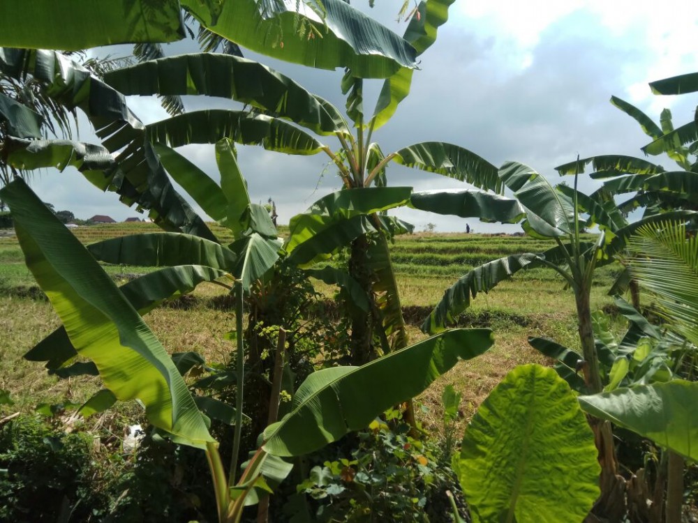 Rice Paddy View 13 Are Perfect for Villa