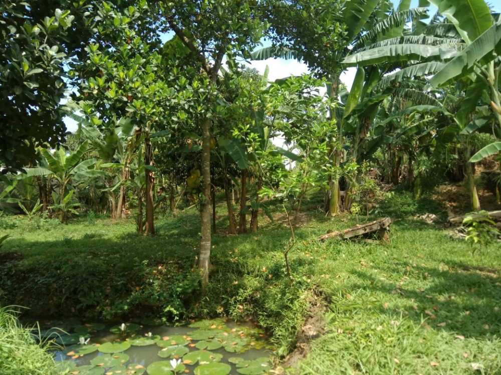 Rice Paddy View 13 sont parfaits pour la villa