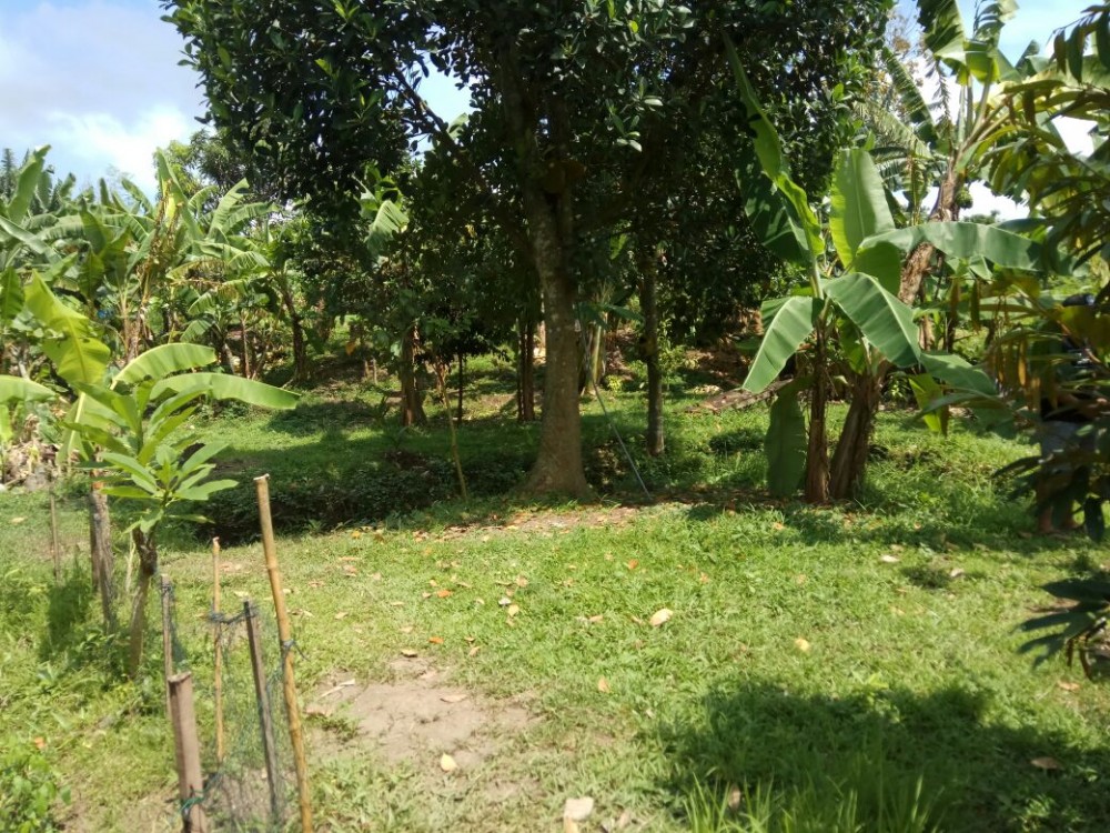 Rice Paddy View 13 Are Perfect for Villa