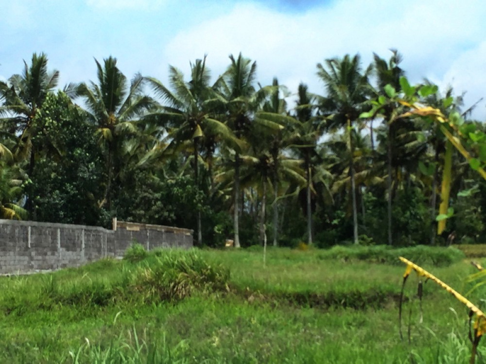 Leasehold Land 15 Are in Mas at a Great Price