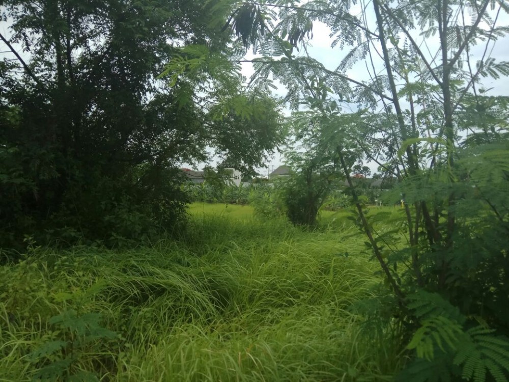 Freehold Land 52 Are Batu Bolong Perfect for Development