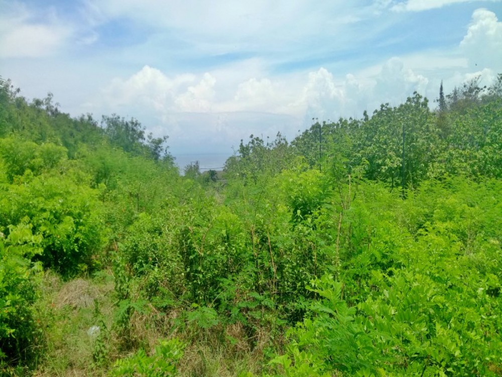 Magnificent Ocean View Land for sale 53 are