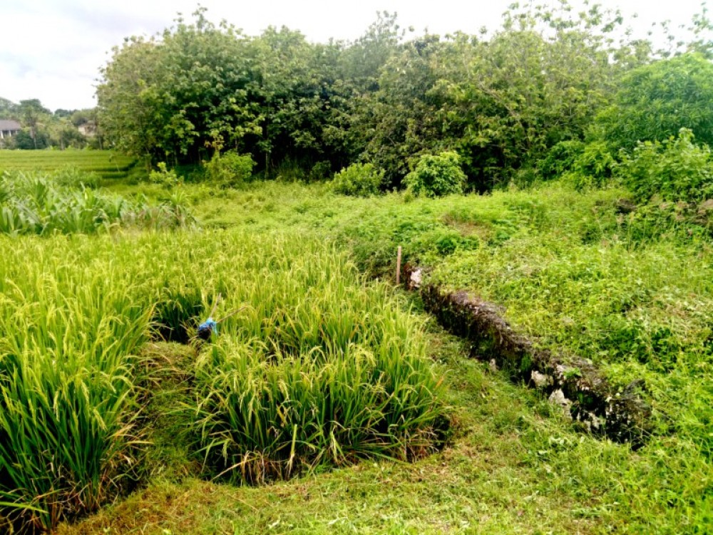 rice paddy field land for sale 17 are Kibarer Property