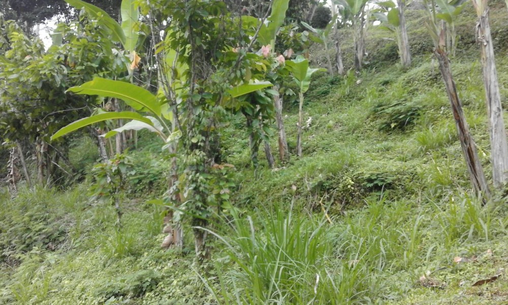 Spacious Freehold land for Sale in Payangan