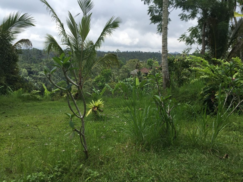 Spacious Freehold land for Sale in Payangan