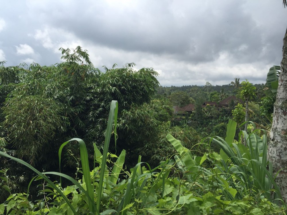  Tanah hak Milik yang Luas Dijual di Payangan