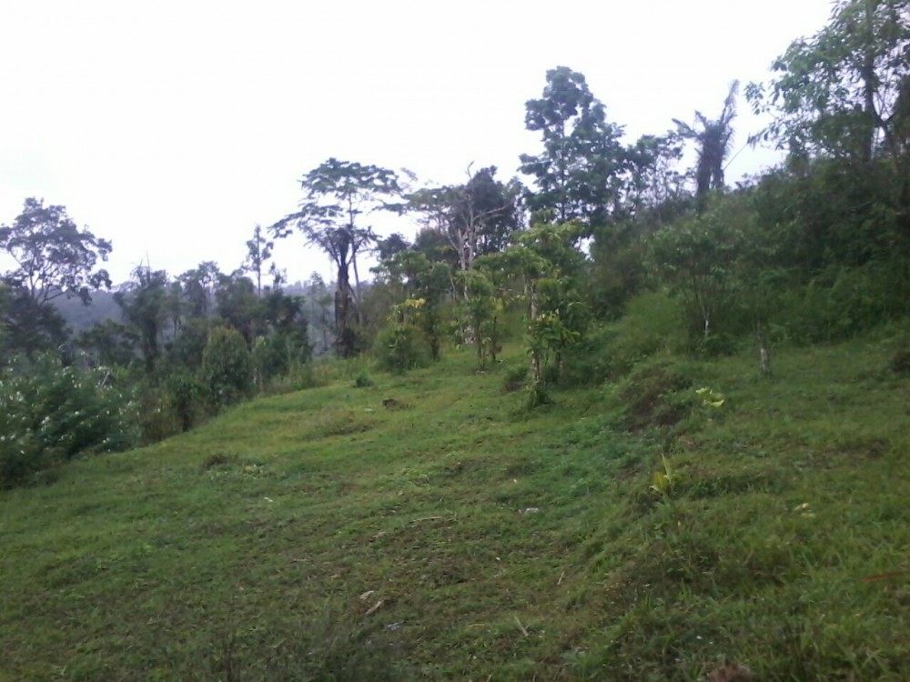 BEAUTIFUL DI TANAH DI KINTAMANI KABUPATEN