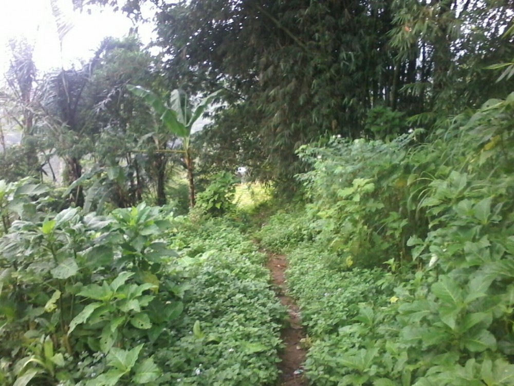 BEAUTIFUL DI TANAH DI KINTAMANI KABUPATEN