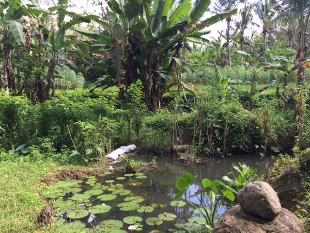 BEAUTIFUL TANAH DIJUAL DI DEPAN SUNGAI AYUNG UBUD