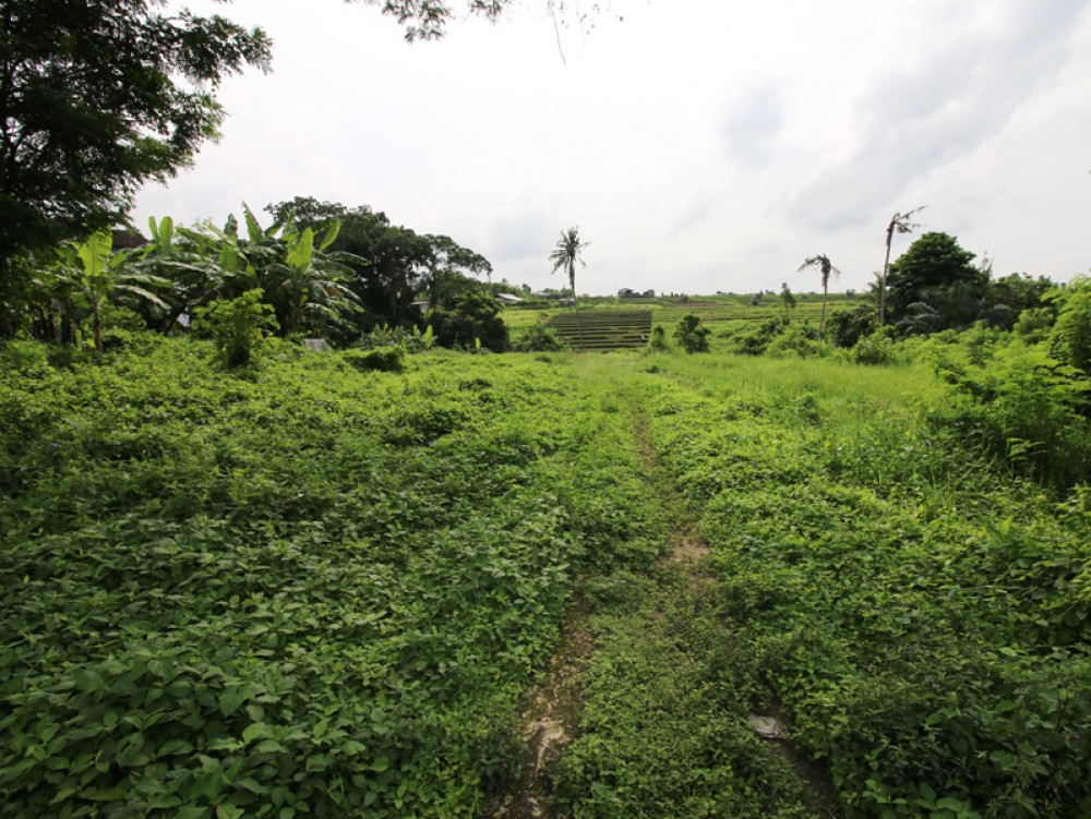 Riverside land with rice paddies view