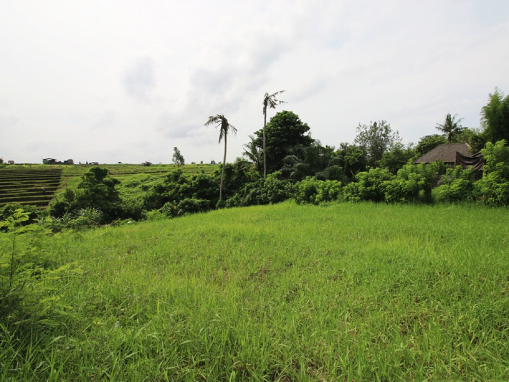 Riverside land with rice paddies view