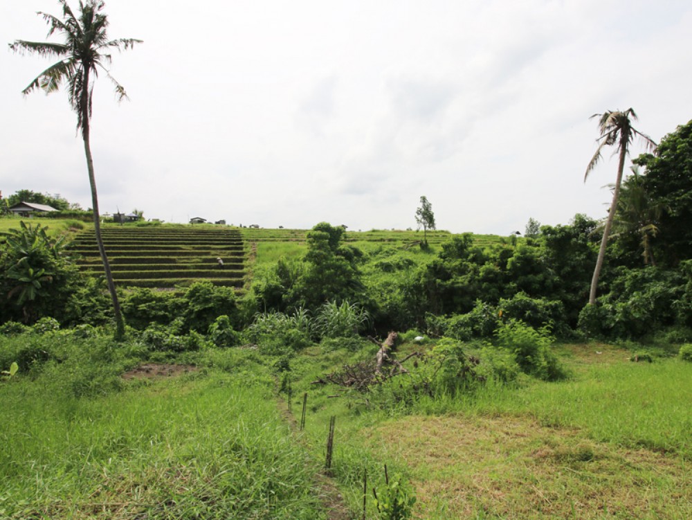 Riverside land with rice paddies view