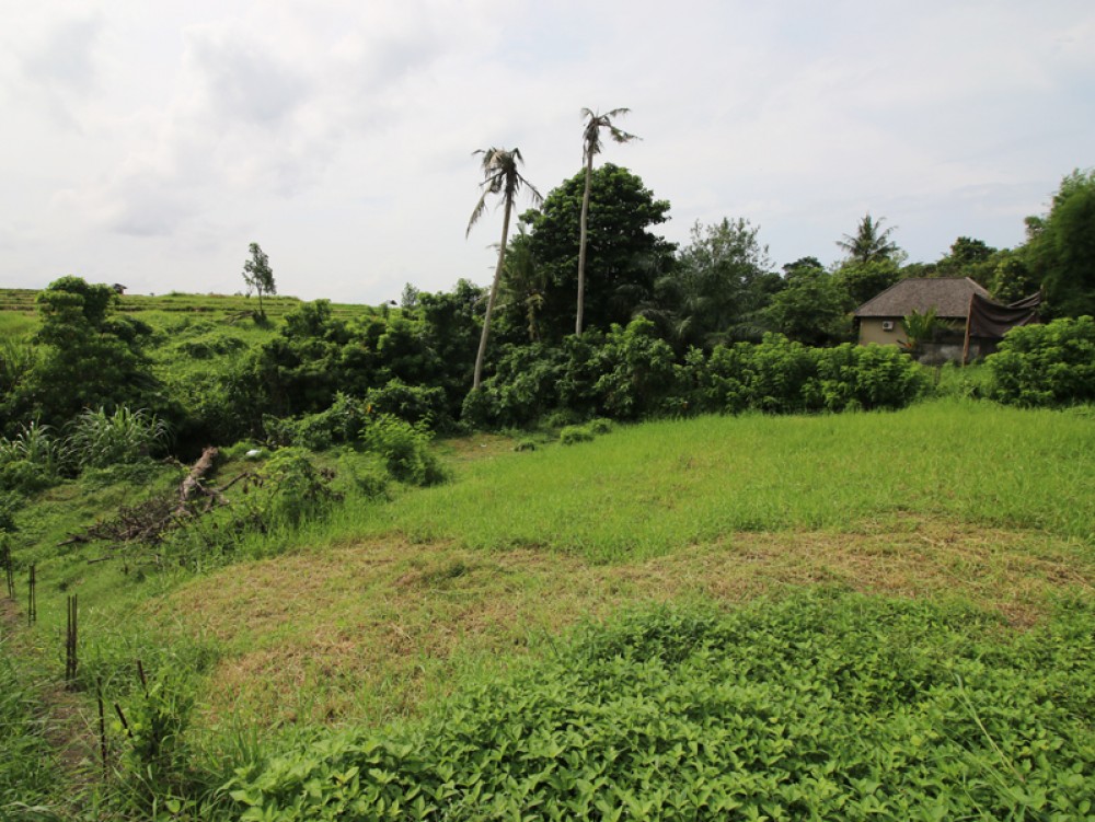 Riverside land with rice paddies view