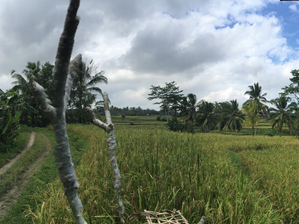Nice rice paddies land for lease in Kendran Tegalalang