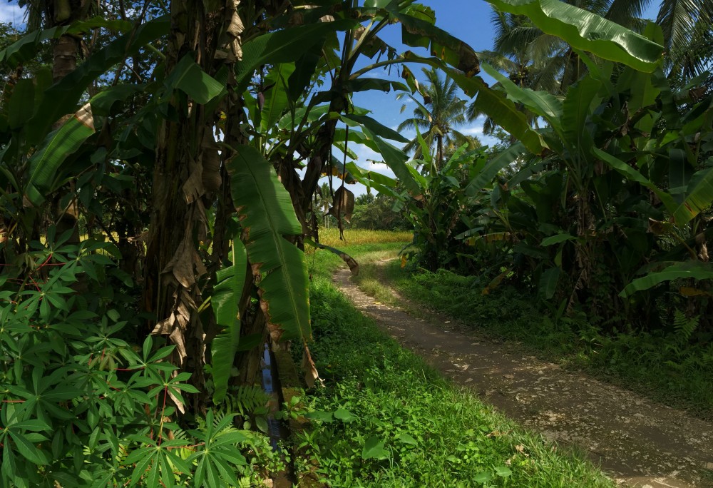 Sawah sawah bagus disewakan di Kendran Tegalalang