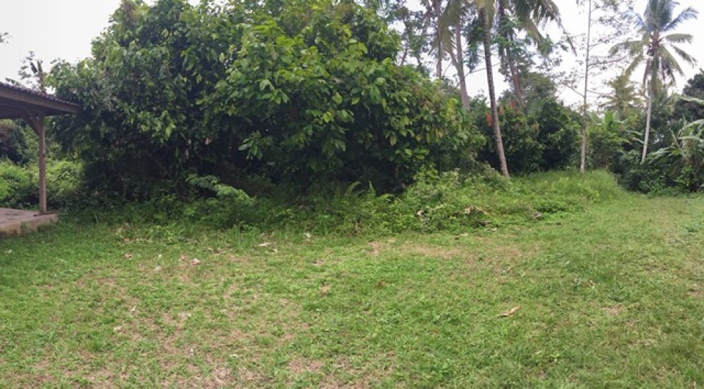 Quiet land for lease in Kendran-Tegalalang