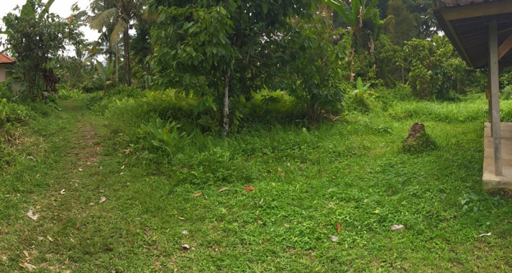 Quiet land for lease in Kendran-Tegalalang