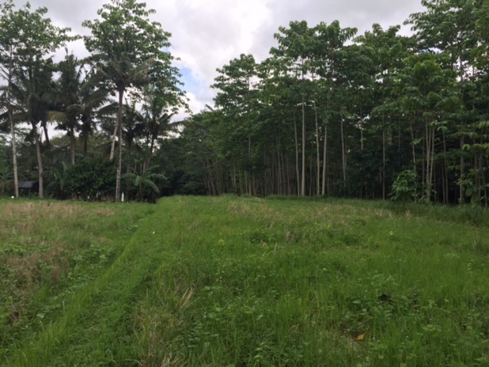 Beau terrain avec la vue sur la forêt et les arbres à Pejeng Tampaksiring