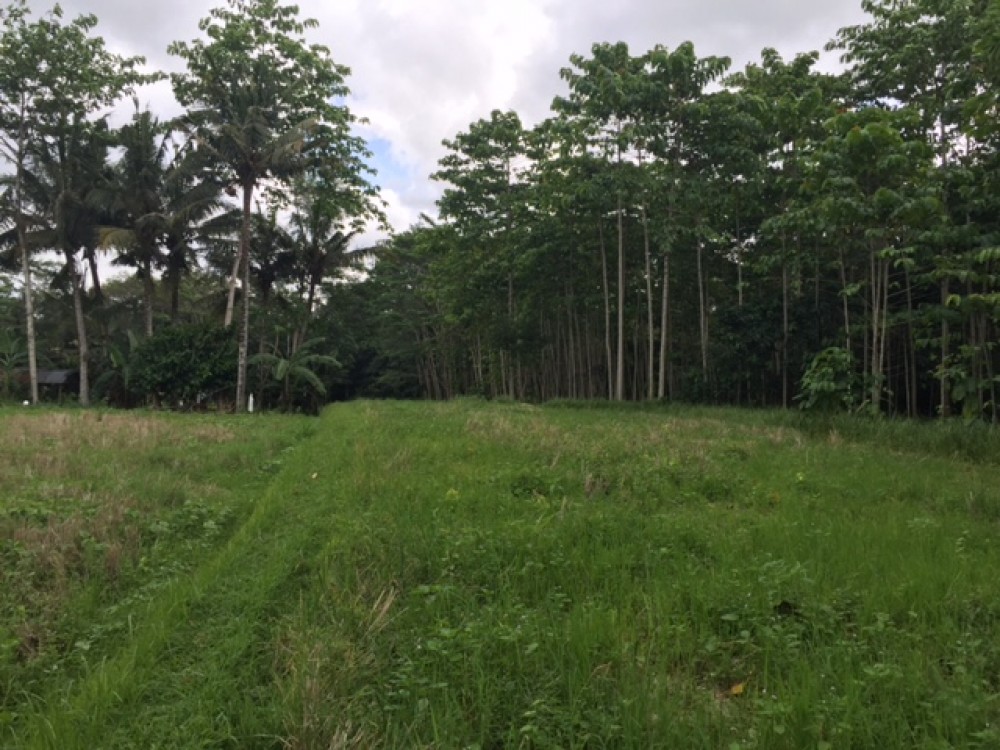 Tanahnya bagus dengan pemandangan hutan dan pepohonan di Pejeng Tampaksiring