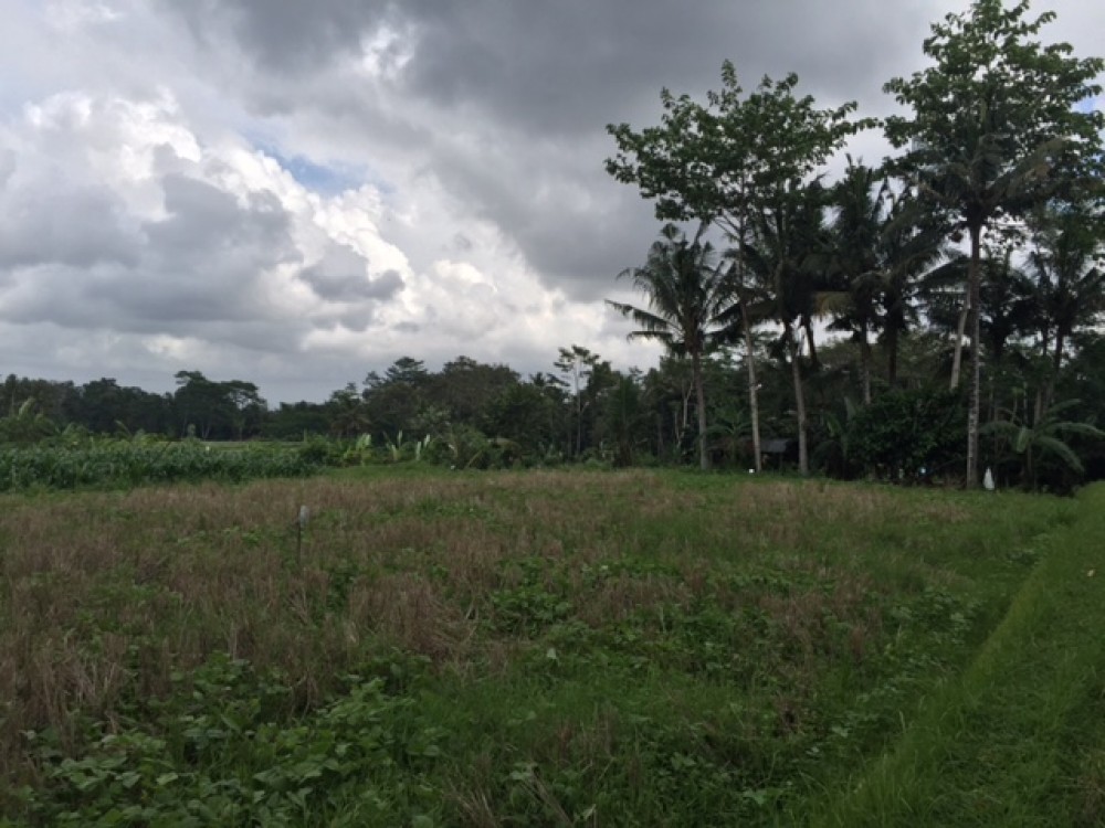 Tanahnya bagus dengan pemandangan hutan dan pepohonan di Pejeng Tampaksiring