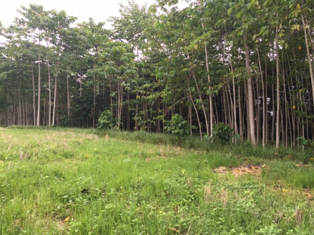 Tanahnya bagus dengan pemandangan hutan dan pepohonan di Pejeng Tampaksiring