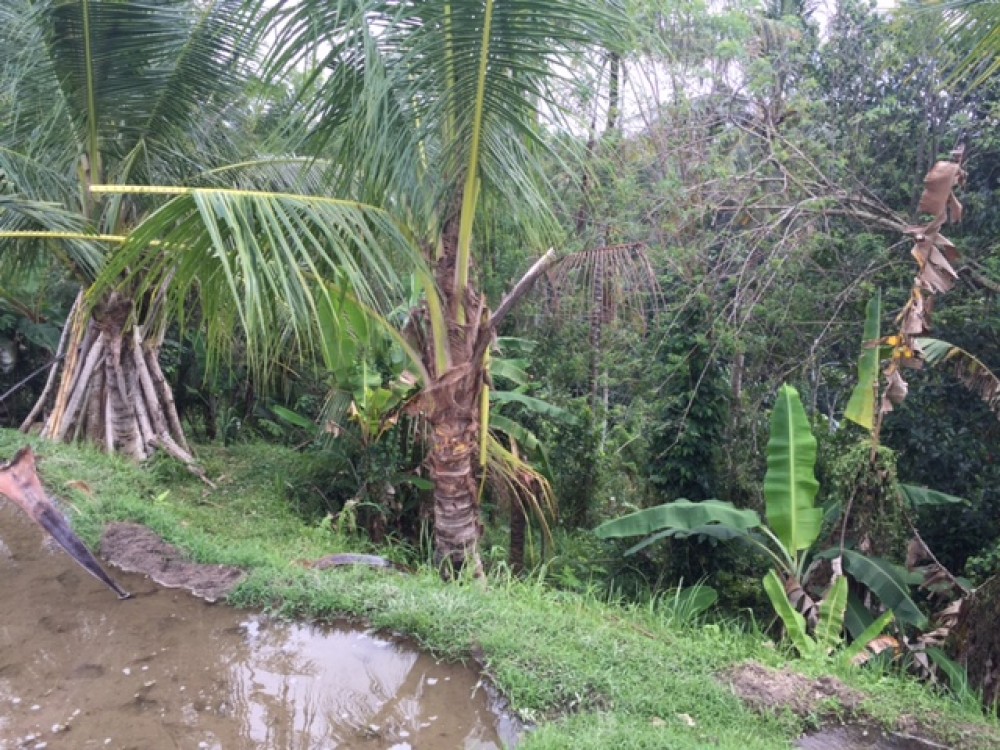 Wide view land for lease in Laplapan Ubud 