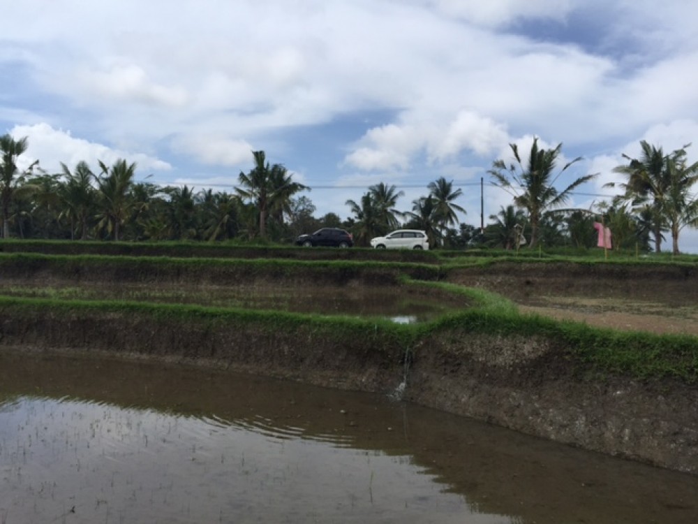 Wide view land for lease in Laplapan Ubud 