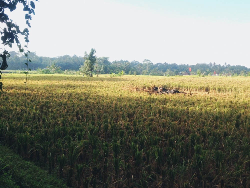 Terres en propriété franche à Tabanan
