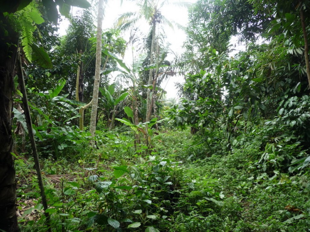 NICE VIEW LAND FOR SALE IN KEDISAN TEGALALANG