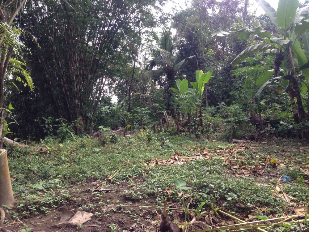 NICE VIEW LAND FOR SALE IN KEDISAN TEGALALANG