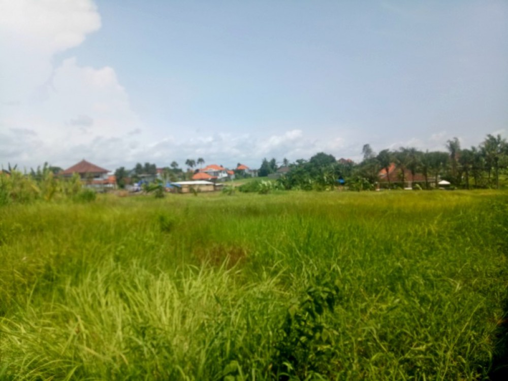 Rice Paddies View 10 Are Land in Canggu