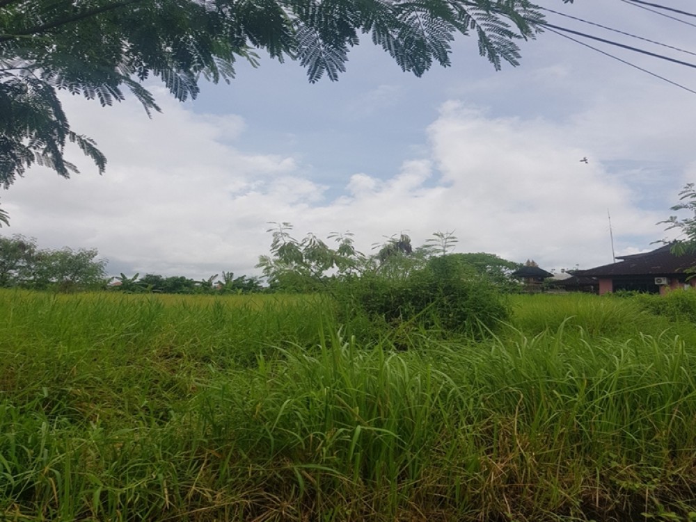 Tanah Langka 14 Are di Canggu untuk Dijual Leasehold