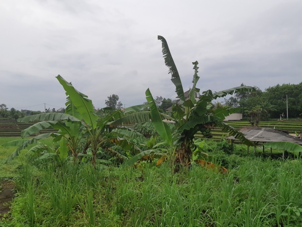 Ukuran sempurna 14 Apakah untuk Sewa Canggu