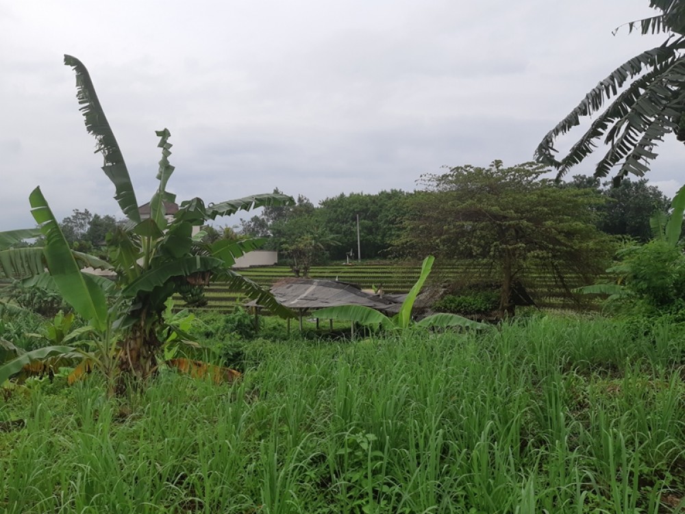 Ukuran sempurna 14 Apakah untuk Sewa Canggu