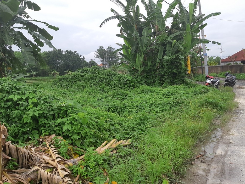 Ukuran sempurna 14 Apakah untuk Sewa Canggu