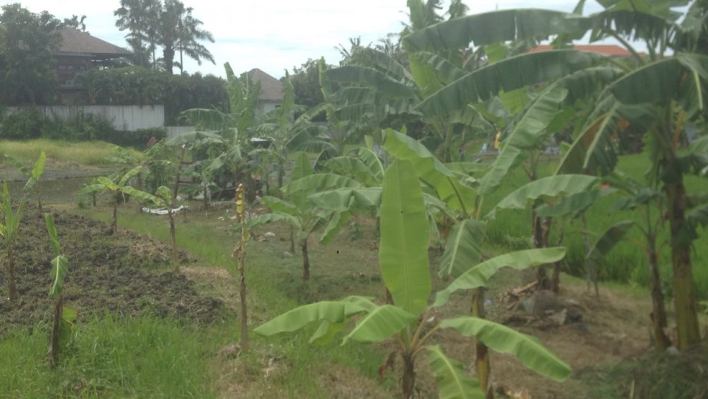 leasehold land perfect for villa development in canggu 
