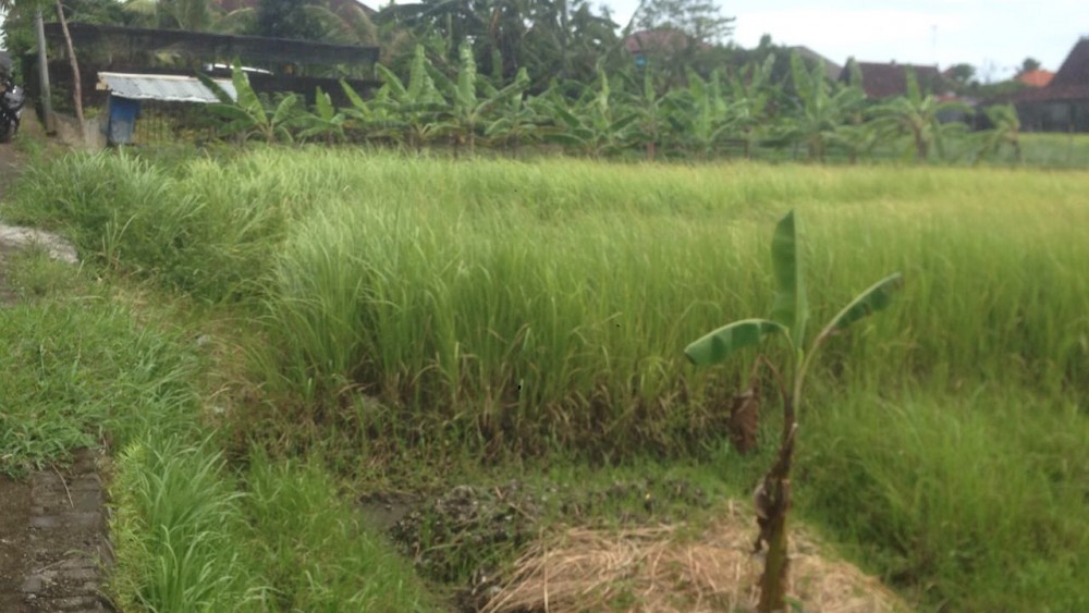 Taille parfaite terrain à bail près de la plage Canggu