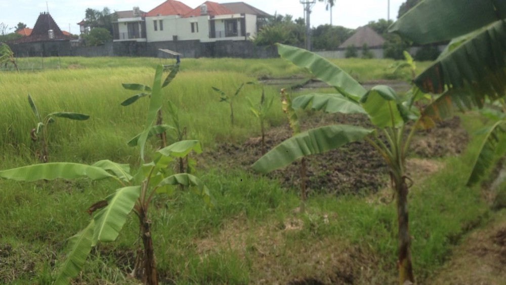 perfect size leasehold land near canggu beach