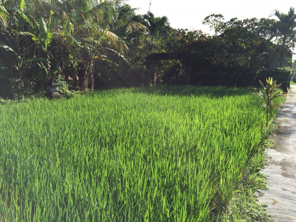 Nice view and large size of land in Petulu-Ubud