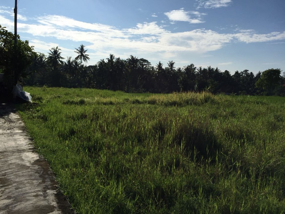 Pemandangan indah dan luasnya lahan di Petulu-Ubud