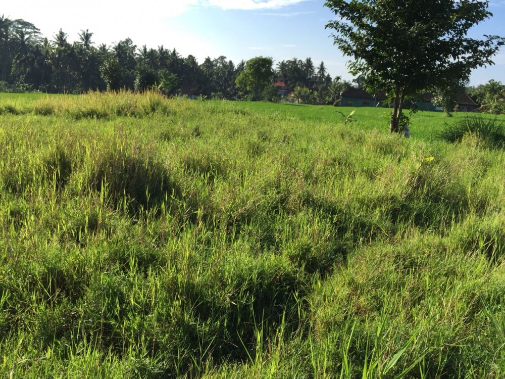 Belle vue et grande surface de terrain à Petulu-Ubud