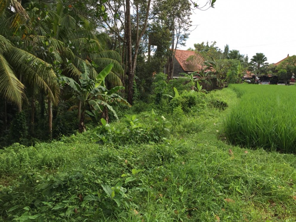 tanah dijual di mainroad Jukutpaku-Singakerta