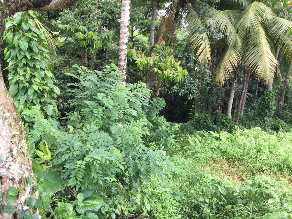 tanah dijual di mainroad Jukutpaku-Singakerta