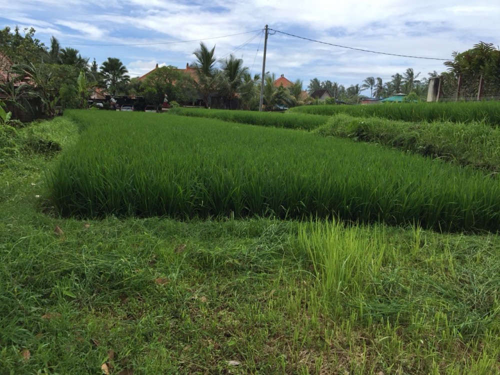 tanah dijual di mainroad Jukutpaku-Singakerta