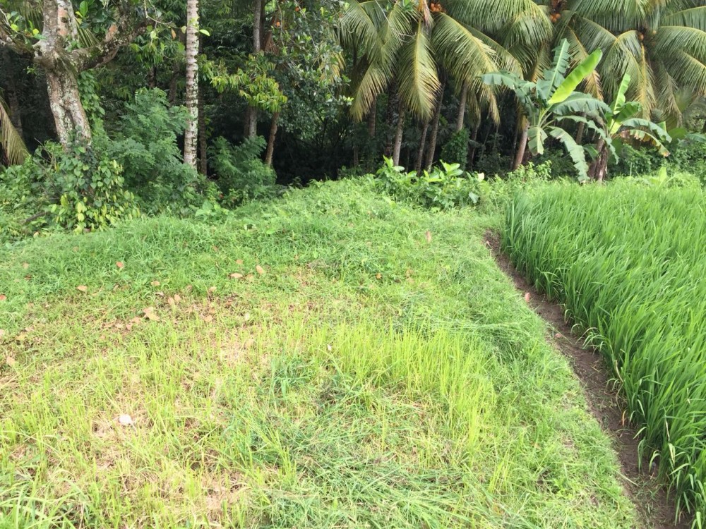 tanah dijual di mainroad Jukutpaku-Singakerta
