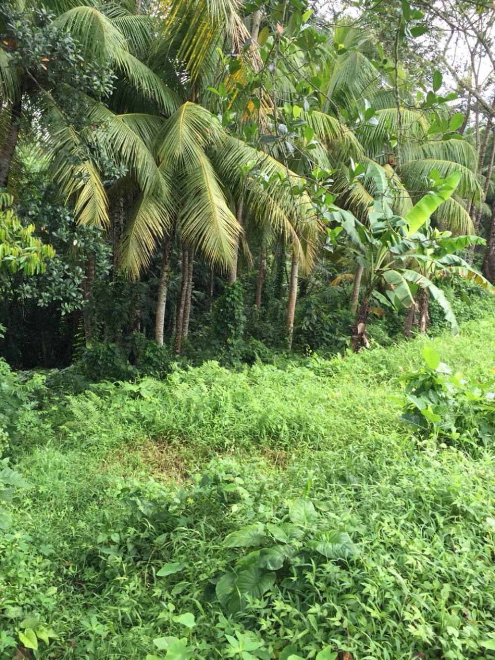 tanah dijual di mainroad Jukutpaku-Singakerta